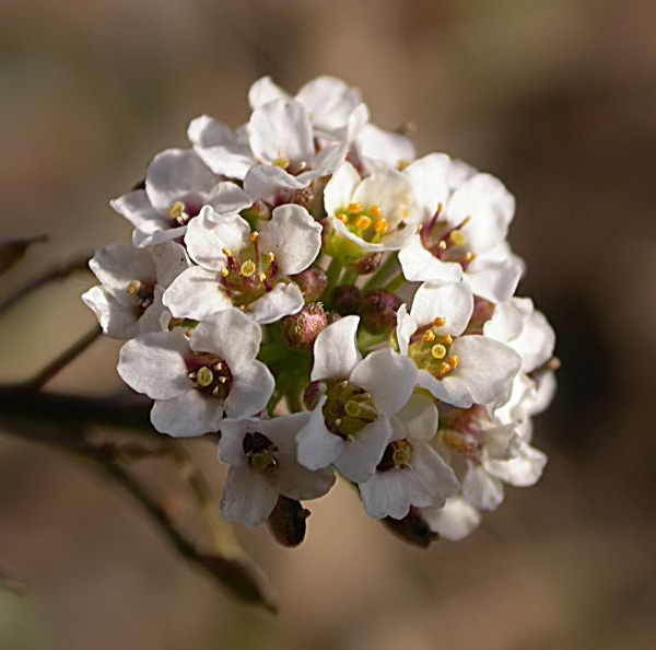 Caps blancs (Lobularia maritima)