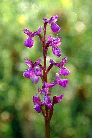 Orchis morio