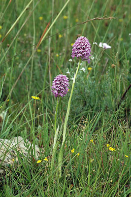 Orquídia piramidal (Anacamptis pyramidalis)