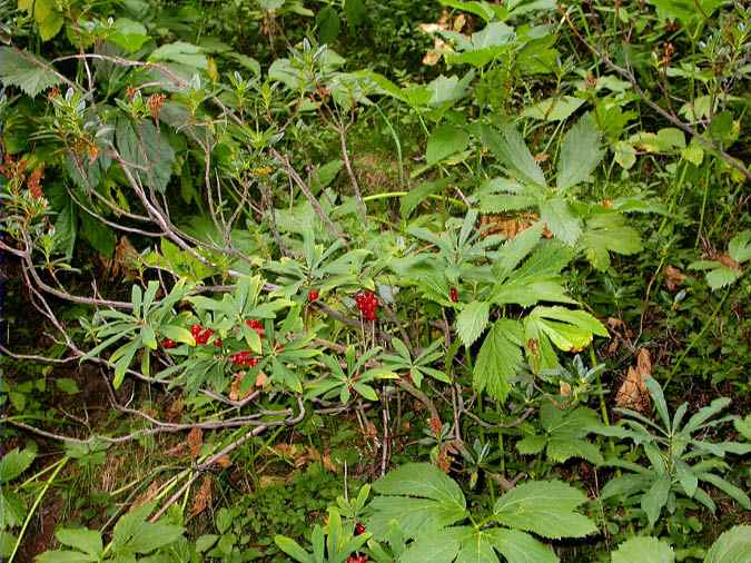 Tintorell, bois gentil (Daphne mezereum)