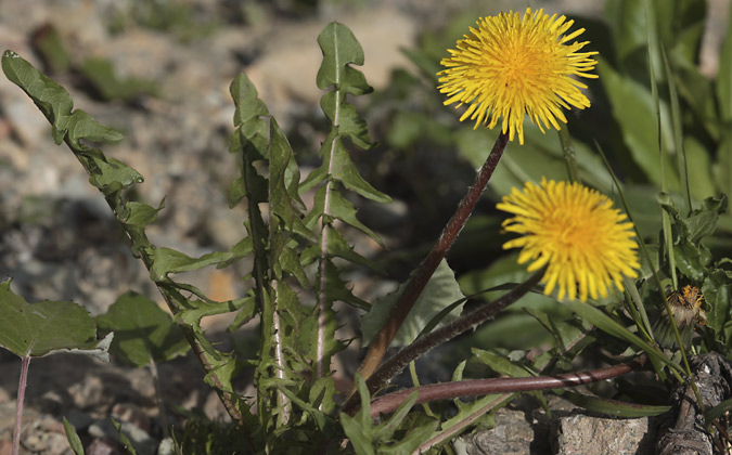 Dent de lleó (Taraxacum officinale)