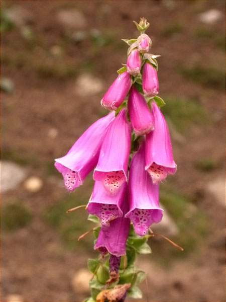 Didalera, digital (Digitalis purpurea)