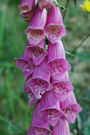 Digital o didalera (digitalis purpurea)