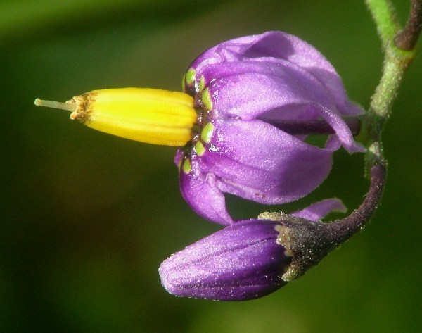 Flor de Dulcamara europea