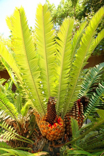 Encephalartos natalensis