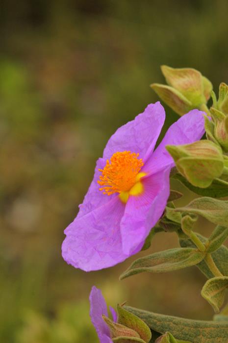 Estepa blanca (Cistus albidus)