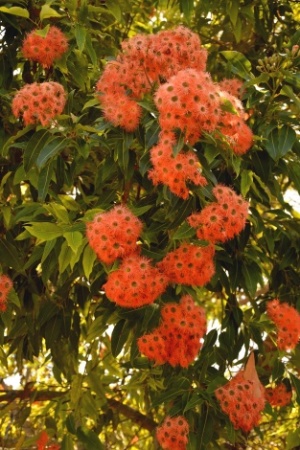 Corymbia (Eucalyptus) ficifolia