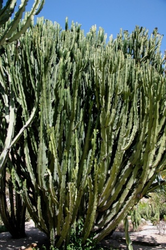 Euphorbia candelabrum