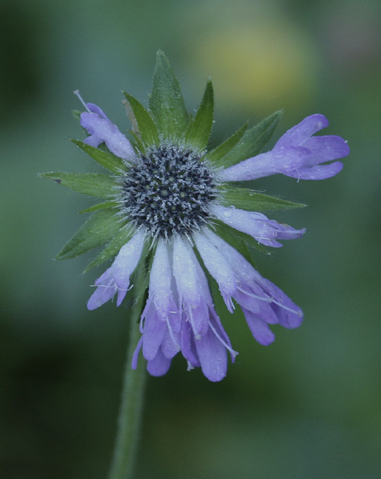 Escabiosa negra (Knautia arvernensis )