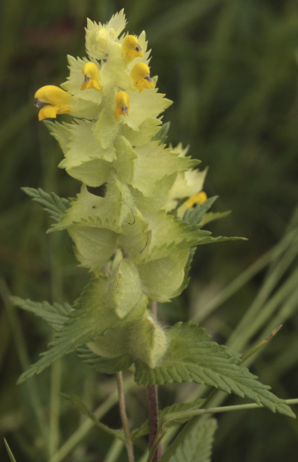 Esquellada grossa (Rhinanthus mediterraneus)