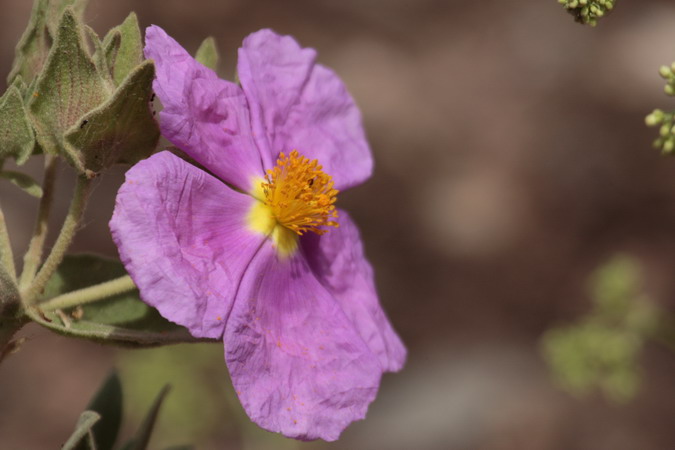 Estepa blanca (Cistus albidus)