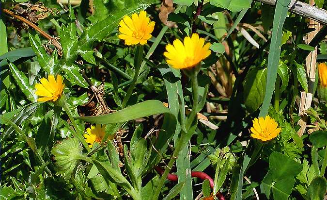 Boixac de camp, maravilla silvestre (Calendula arvensis)