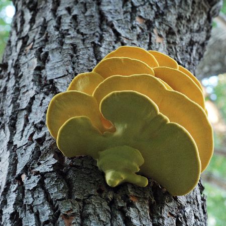 Laetiporus sulphureus