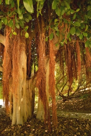 Ficus rubiginosa