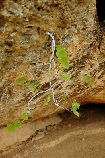 Figuera (Ficus carica)