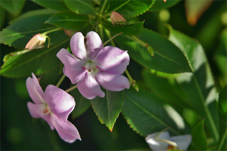 OTRA FLOR