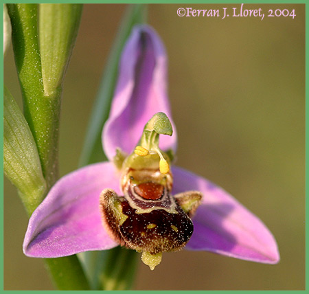 Ophrys apífera Huds.
