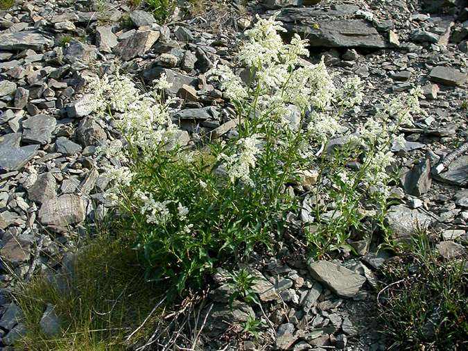 Fajol alpí (Polygonum alpinum)