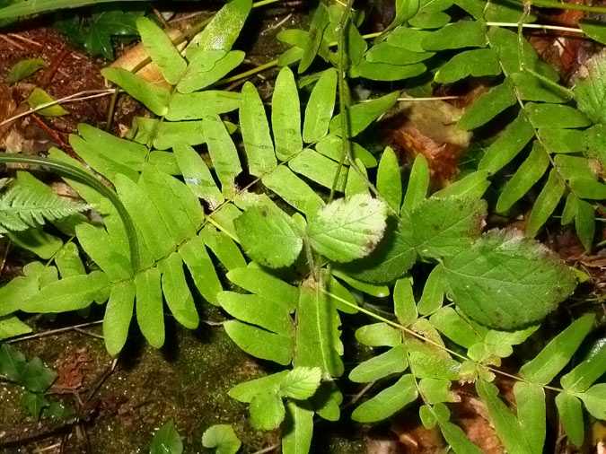 Falguera reial (Osmunda regalis)