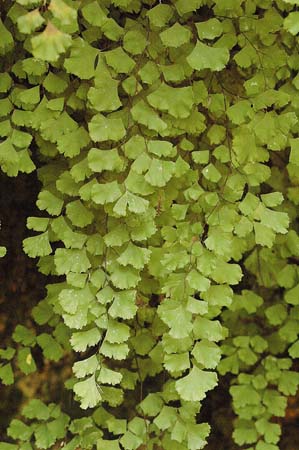 Capillera, falguerola o falzia vera (Adiantum capillus-veneris)