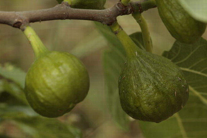 Figuera  Ficus carica