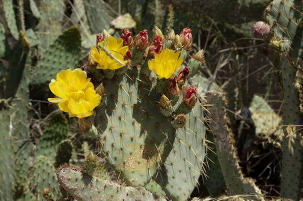 Figuera de moro (Opuntia ficus-indica)