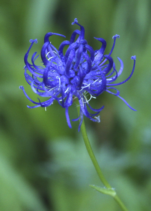 Fiteuma orbicular (Phyteuma orbiculare)