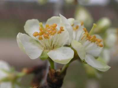 Prunus communis var: Reina