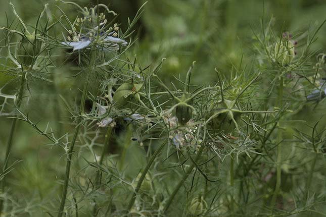 Flor d'aranya (Nigella damascena)