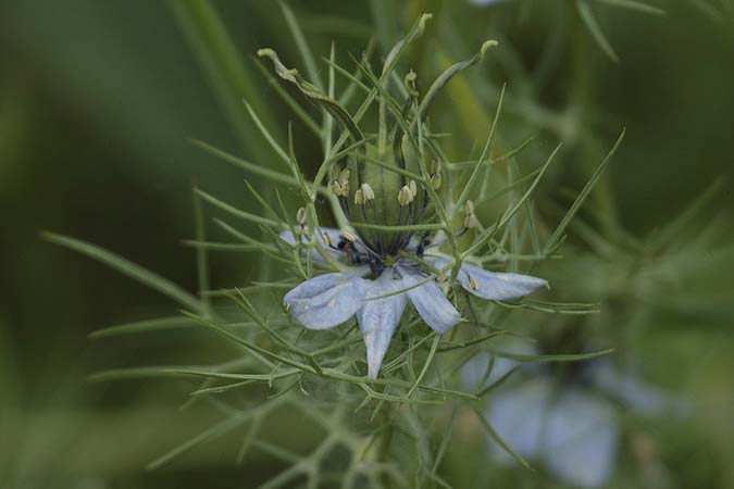 Flor d'aranya (Nigella damascena)