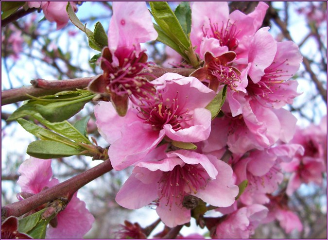 Flor de Presseguer