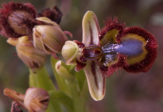 Flor de abeja Ophrys speculum Orchidaceae