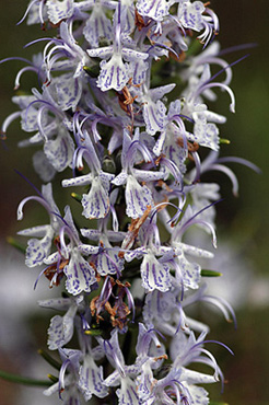 Romaní. Romero (Rosmarinus officinalis)