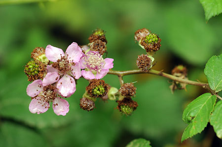 Esbarzer (Rubus ulmifolius)