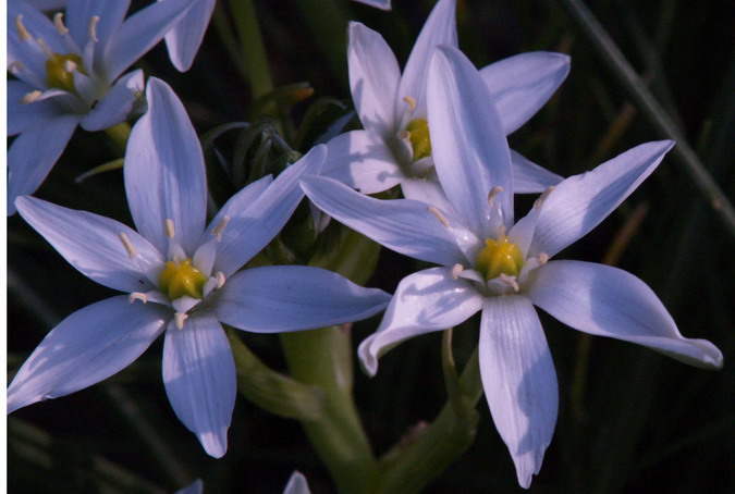 Llet de gallina (Ornithogalum umbellatum )