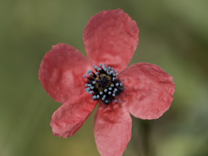 Rosella híspida  (Papaver hybridum)