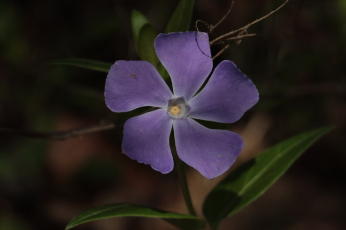 Vincapervinca (Vinca difformis)