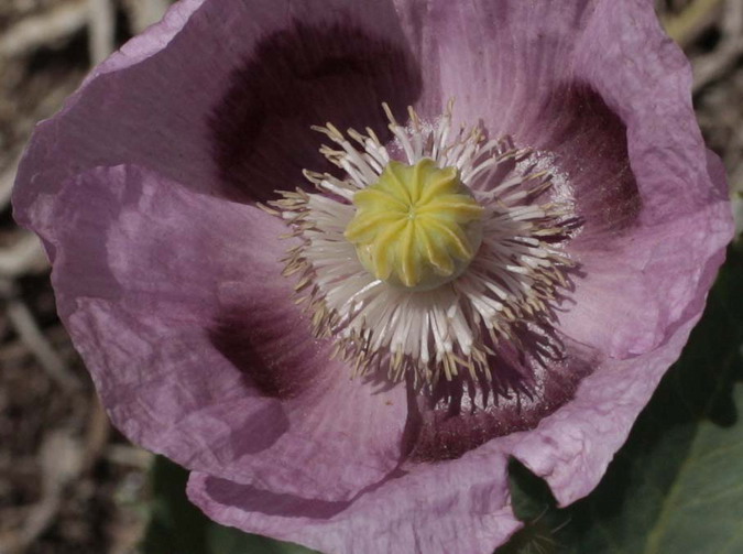 Cascall Papaver somniferum