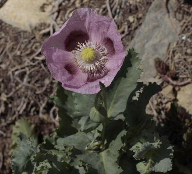 Cascall Papaver somniferum