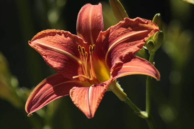 Lliri de sant Joan hemerocallis fulva