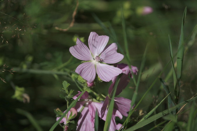 Malva moschata