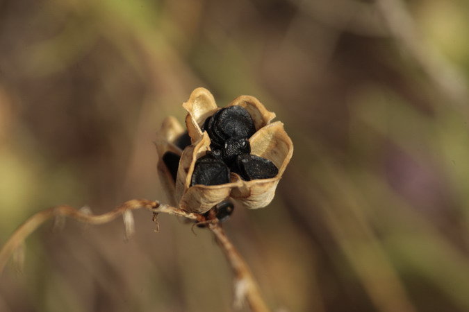 Marcet  Dipcadi serotinum