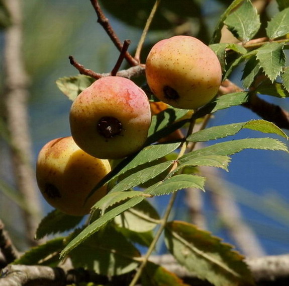 Servera Sorbus