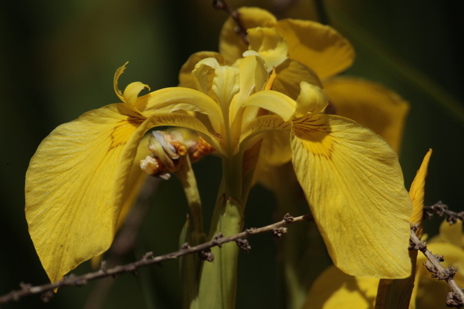 Lliri groc (Iris pseudacorus)