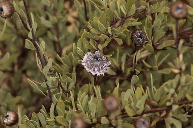 Foixarda (Globularia alypum)