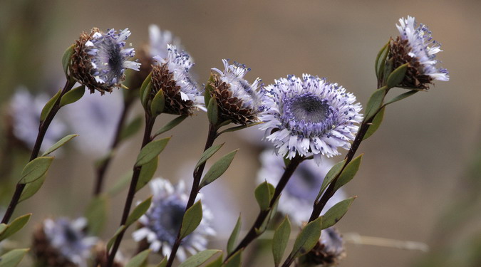 Foixarda (Globularia alypum)