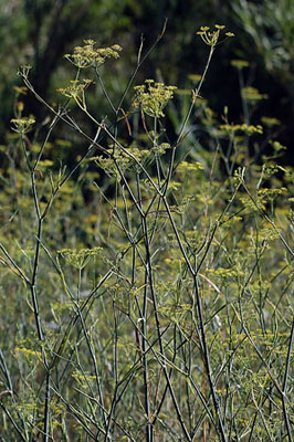 Fonoll. Hinojo (Foeniculum vulgare)