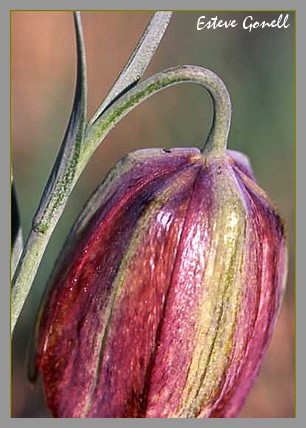 Fritillaria Lusitanica