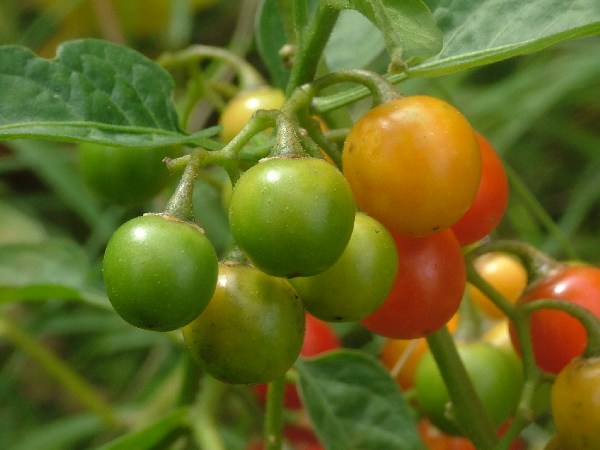 Frutos Dulcamara Europea