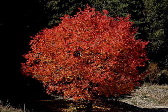 Colors de tardor